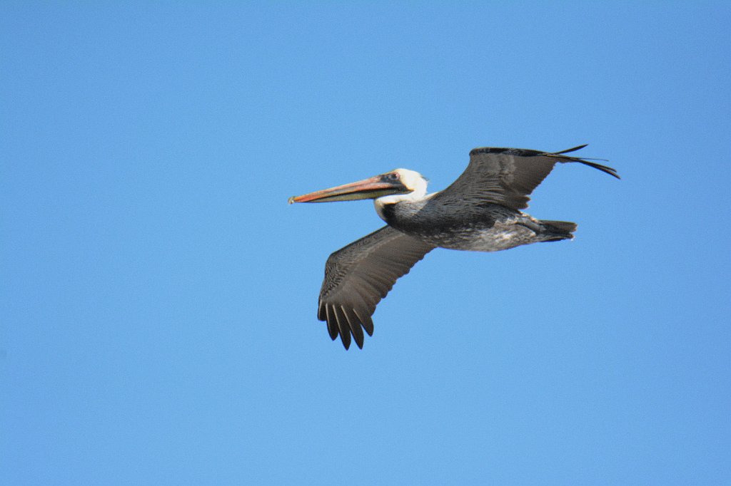 Pelican, Brown, 2015-01273020 Bowditch Point Regional Preserve, FL.JPG - Brown Pelican in flight. Bowditch Point Regional Preserve, FL, 1--27-2015